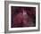 NGC 6188 is an Emission Nebula in Ara-Stocktrek Images-Framed Photographic Print