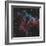 Ngc 6995, the Bat Nebula-Stocktrek Images-Framed Photographic Print