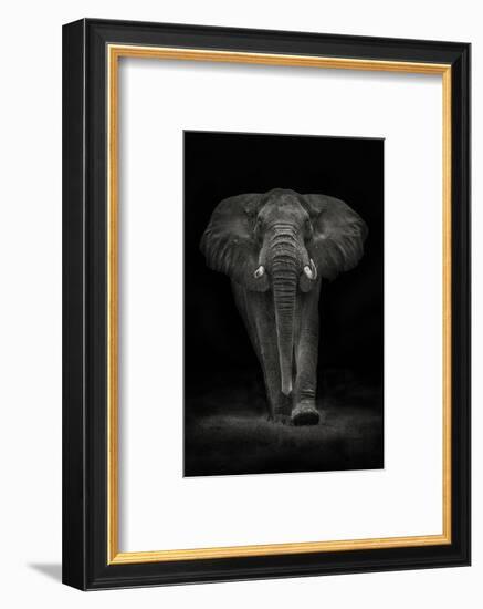 Ngorongoro Bull-Mario Moreno-Framed Photographic Print