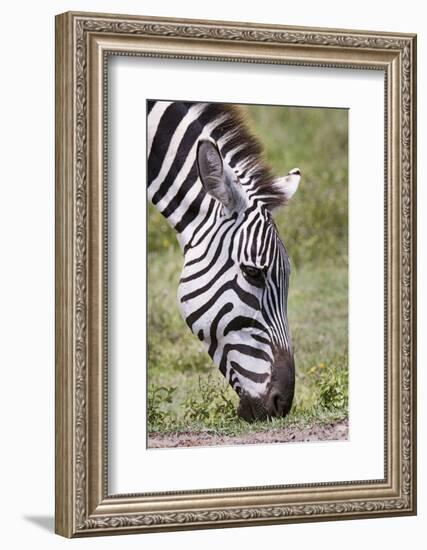 Ngorongoro Conservation Area, Tanzania, Africa. Plains Zebra.-Karen Ann Sullivan-Framed Photographic Print