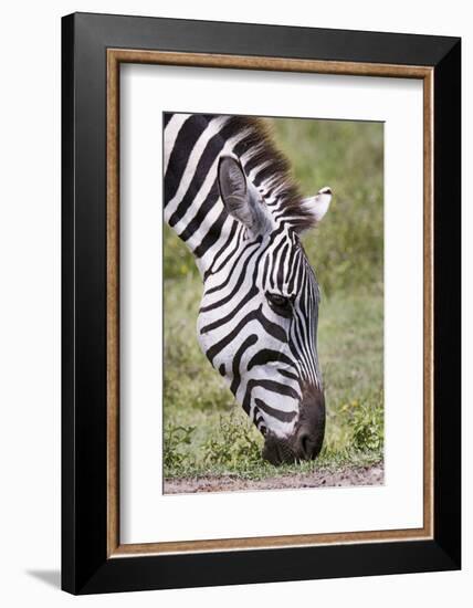 Ngorongoro Conservation Area, Tanzania, Africa. Plains Zebra.-Karen Ann Sullivan-Framed Photographic Print