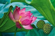 Lotus Paradise-Nhiem Hoang The-Giclee Print