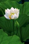 White Lotus-Nhiem Hoang The-Giclee Print