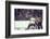 Nhl Boston Bruin Player Derek Sanderson in a Brawl Against Chicago Black Hawks-Art Rickerby-Framed Photographic Print