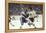 Nhl Boston Bruin Player Derek Sanderson Tripping Pittsburgh Penguin Player During Game-Art Rickerby-Framed Premier Image Canvas