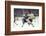 Nhl Boston Bruin Player Derek Sanderson Tripping Pittsburgh Penguin Player During Game-Art Rickerby-Framed Photographic Print