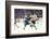 Nhl Boston Bruin Player Derek Sanderson Tripping Pittsburgh Penguin Player During Game-Art Rickerby-Framed Photographic Print