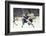 Nhl Boston Bruin Player Derek Sanderson Tripping Pittsburgh Penguin Player During Game-Art Rickerby-Framed Photographic Print