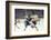 Nhl Boston Bruin Player Derek Sanderson Tripping Pittsburgh Penguin Player During Game-Art Rickerby-Framed Photographic Print