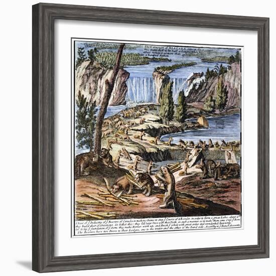 Niagara Falls: Beavers, 1715-null-Framed Giclee Print