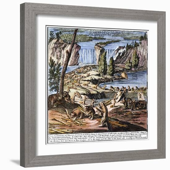 Niagara Falls: Beavers, 1715-null-Framed Giclee Print