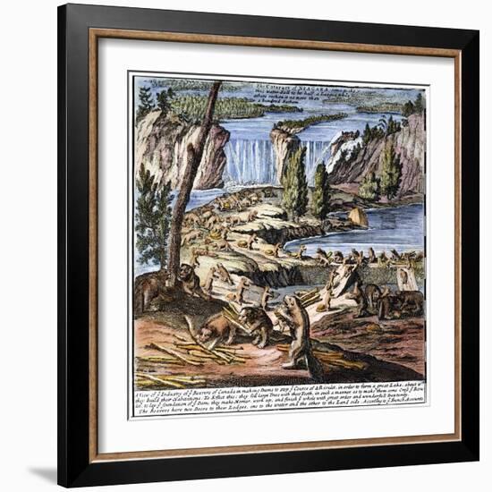 Niagara Falls: Beavers, 1715-null-Framed Giclee Print