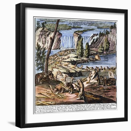 Niagara Falls: Beavers, 1715-null-Framed Giclee Print