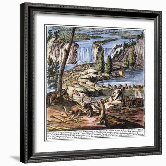 Niagara Falls: Beavers, 1715-null-Framed Giclee Print