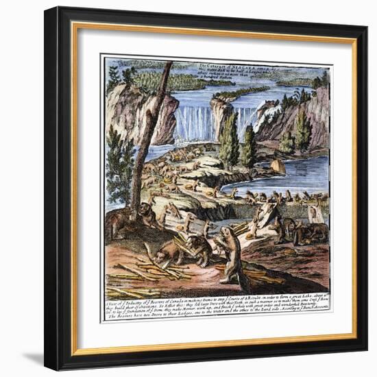 Niagara Falls: Beavers, 1715-null-Framed Giclee Print