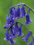 Bluebell Flower, UK-Niall Benvie-Photographic Print