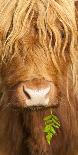 Head Portrait Of Highland Cow, Scotland, With Tiny Frond Of Bracken At Corner Of Mouth, UK-Niall Benvie-Photographic Print