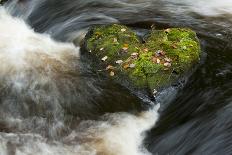 River North Esk Loaded with Beech Leaves, Angus, Scotland, UK, October 2007-Niall Benvie-Photographic Print