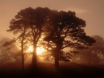 Scots Pine (Pinus Sylvestris) in Morning Mist, Glen Affric, Inverness-Shire, Scotland, UK, Europe-Niall Benvie-Photographic Print