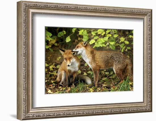 Nibble-Mark Bridger-Framed Art Print