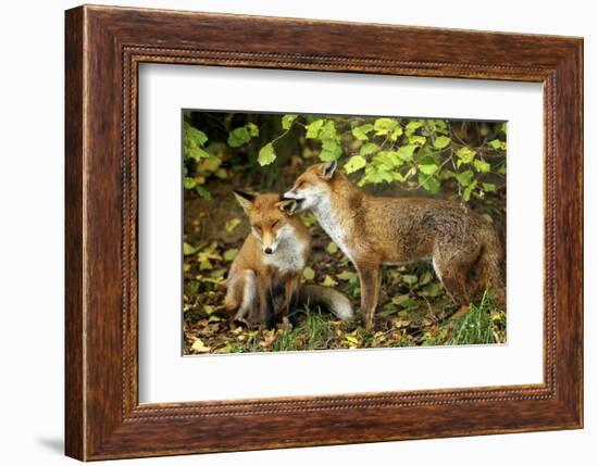 Nibble-Mark Bridger-Framed Art Print