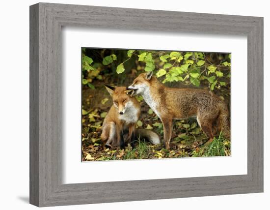 Nibble-Mark Bridger-Framed Art Print