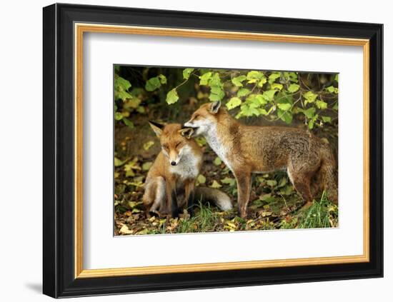 Nibble-Mark Bridger-Framed Art Print