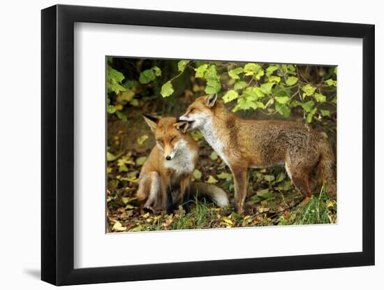 Nibble-Mark Bridger-Framed Art Print