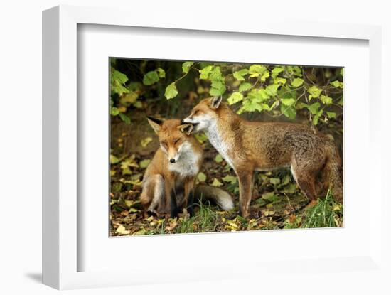 Nibble-Mark Bridger-Framed Art Print