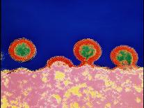 Coloured TEM of a Single Beijing Influenza Virus-NIBSC-Photographic Print