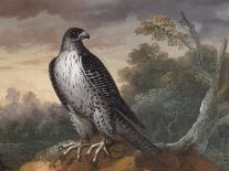 Faucon dévorant un oiseau.-Nicasius Bernaerts-Framed Giclee Print