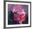 Nice Drop Of Red-Susan Bower-Framed Limited Edition