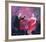 Nice Drop Of Red-Susan Bower-Framed Limited Edition