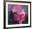 Nice Drop Of Red-Susan Bower-Framed Limited Edition