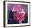 Nice Drop Of Red-Susan Bower-Framed Limited Edition