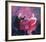 Nice Drop Of Red-Susan Bower-Framed Limited Edition