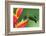 Nice Hummingbird Green-Crowned Brilliant, Heliodoxa Jacula, with Beautiful Red Flower. Bird Sucking-Ondrej Prosicky-Framed Photographic Print