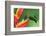 Nice Hummingbird Green-Crowned Brilliant, Heliodoxa Jacula, with Beautiful Red Flower. Bird Sucking-Ondrej Prosicky-Framed Photographic Print