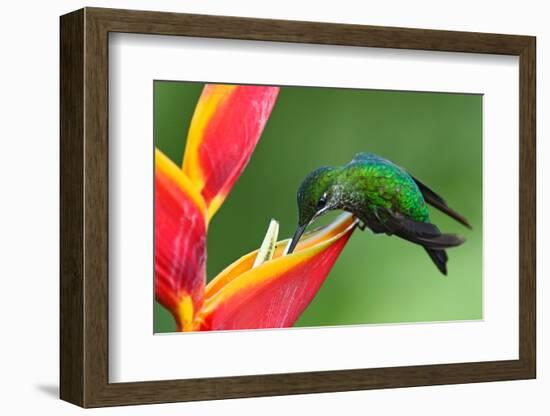 Nice Hummingbird Green-Crowned Brilliant, Heliodoxa Jacula, with Beautiful Red Flower. Bird Sucking-Ondrej Prosicky-Framed Photographic Print