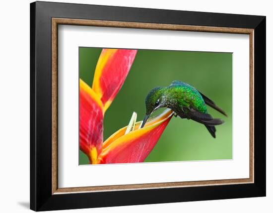 Nice Hummingbird Green-Crowned Brilliant, Heliodoxa Jacula, with Beautiful Red Flower. Bird Sucking-Ondrej Prosicky-Framed Photographic Print