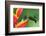 Nice Hummingbird Green-Crowned Brilliant, Heliodoxa Jacula, with Beautiful Red Flower. Bird Sucking-Ondrej Prosicky-Framed Photographic Print