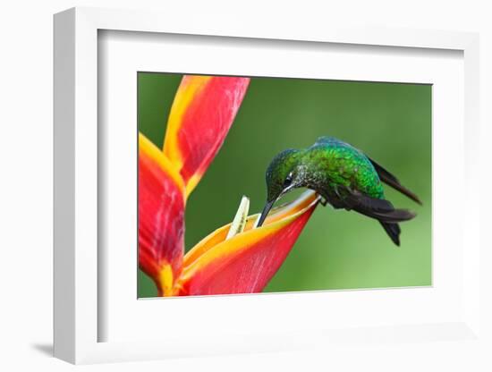 Nice Hummingbird Green-Crowned Brilliant, Heliodoxa Jacula, with Beautiful Red Flower. Bird Sucking-Ondrej Prosicky-Framed Photographic Print