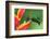 Nice Hummingbird Green-Crowned Brilliant, Heliodoxa Jacula, with Beautiful Red Flower. Bird Sucking-Ondrej Prosicky-Framed Photographic Print