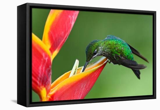 Nice Hummingbird Green-Crowned Brilliant, Heliodoxa Jacula, with Beautiful Red Flower. Bird Sucking-Ondrej Prosicky-Framed Premier Image Canvas