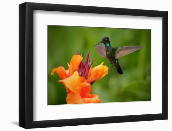 Nice Hummingbird, Magnificent Hummingbird, Eugenes Fulgens, Flying next to Beautiful Orange Flower-Ondrej Prosicky-Framed Photographic Print