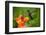 Nice Hummingbird, Magnificent Hummingbird, Eugenes Fulgens, Flying next to Beautiful Orange Flower-Ondrej Prosicky-Framed Photographic Print