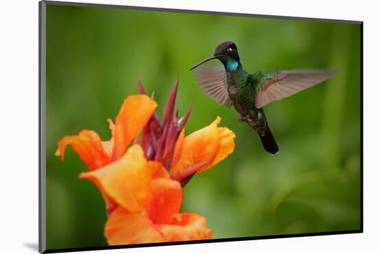 Nice Hummingbird, Magnificent Hummingbird, Eugenes Fulgens, Flying next to Beautiful Orange Flower-Ondrej Prosicky-Mounted Photographic Print