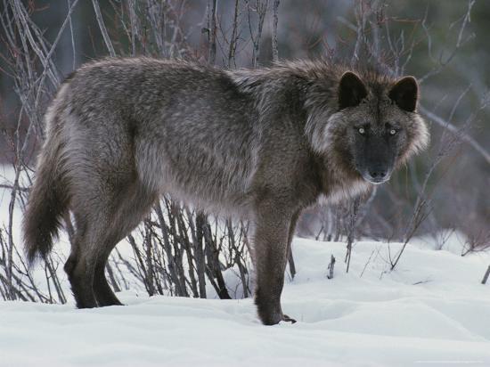 Wolves and Color Variation... | Frontier Forums