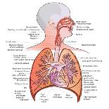 Respiratory System Anatomy-niceclip-Mounted Art Print