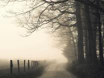 Lake Trees in Winter Fog-Nicholas Bell-Photographic Print